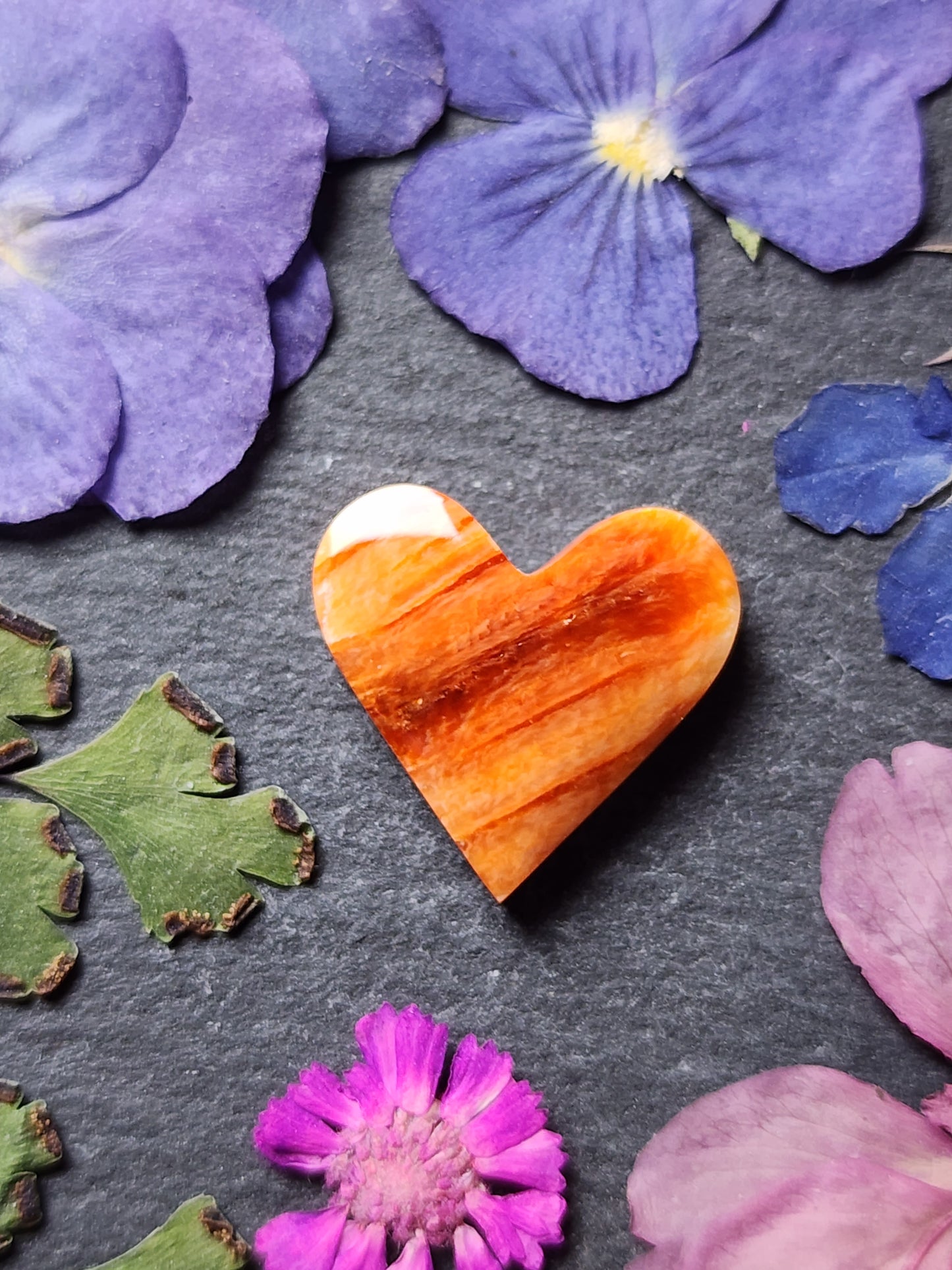 Spiny shell oyster heart