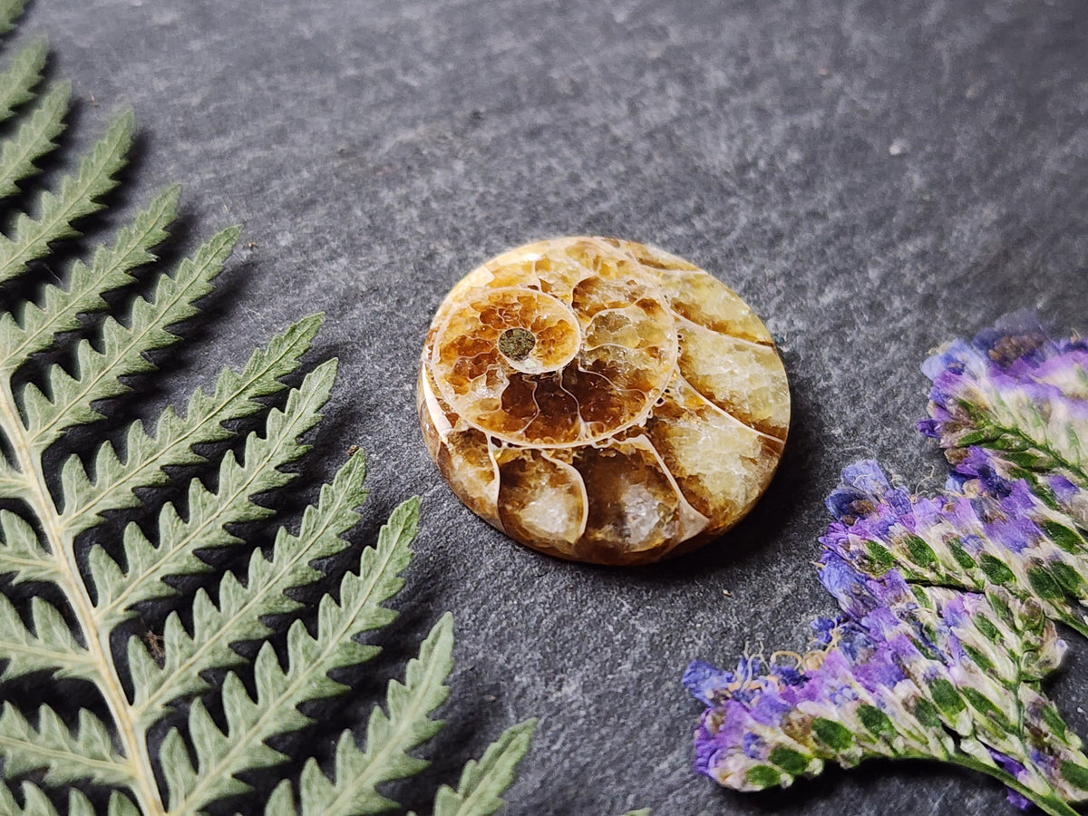 Ammonite Fossil
