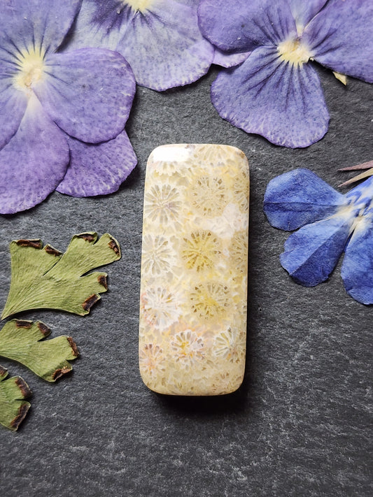 Fossilized Coral