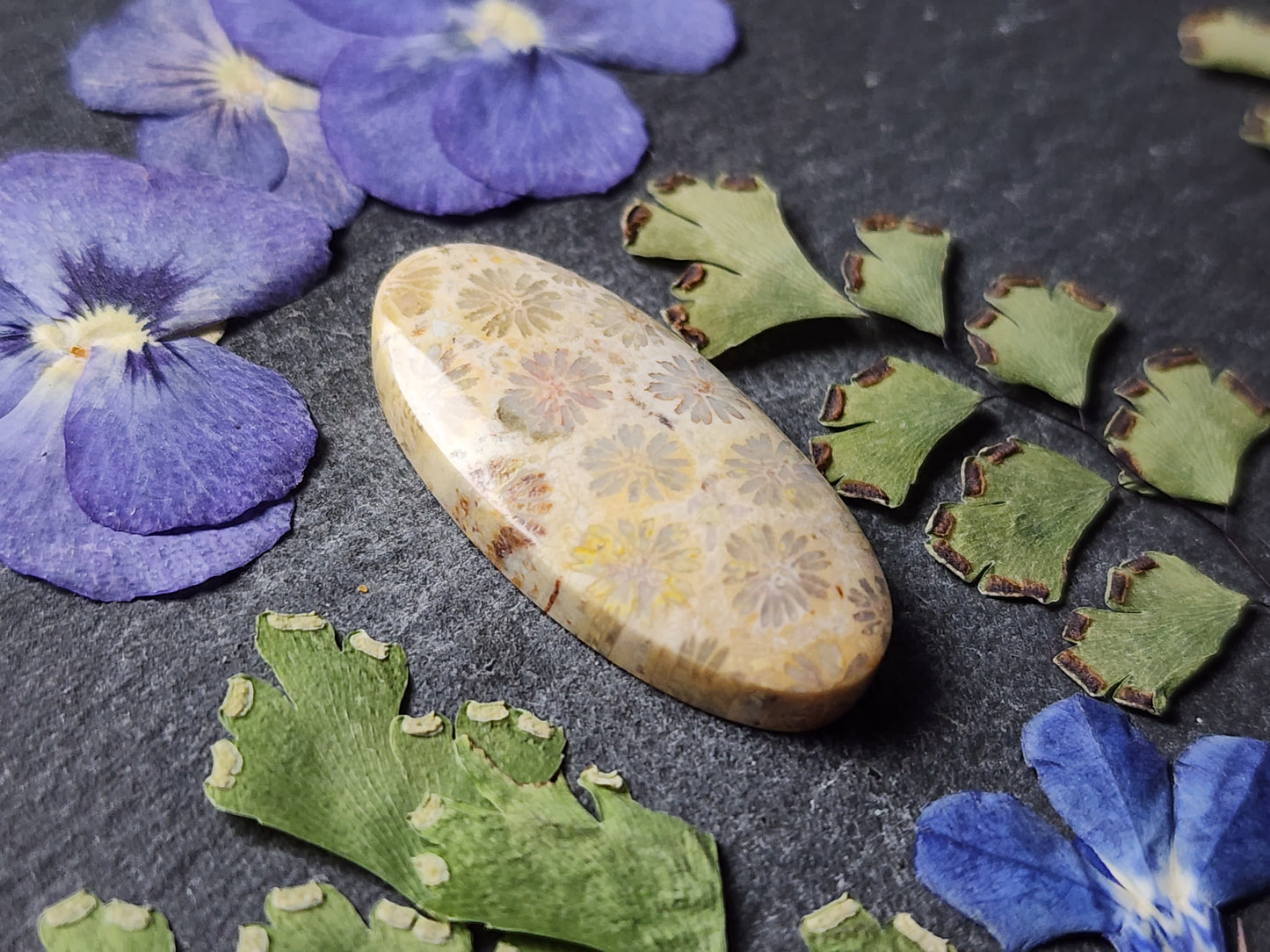 Fossilized Coral