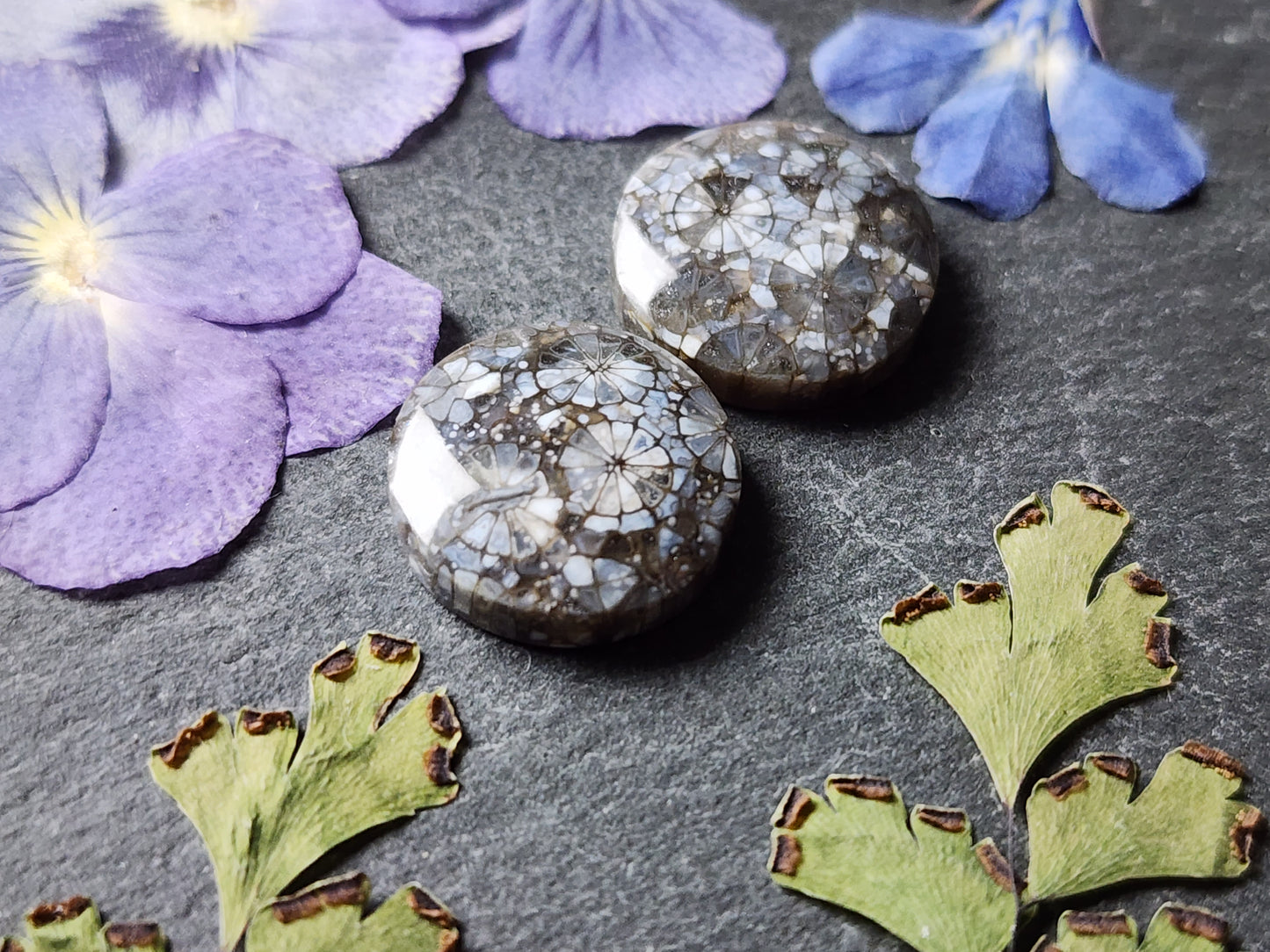 Fossilized Coral pair