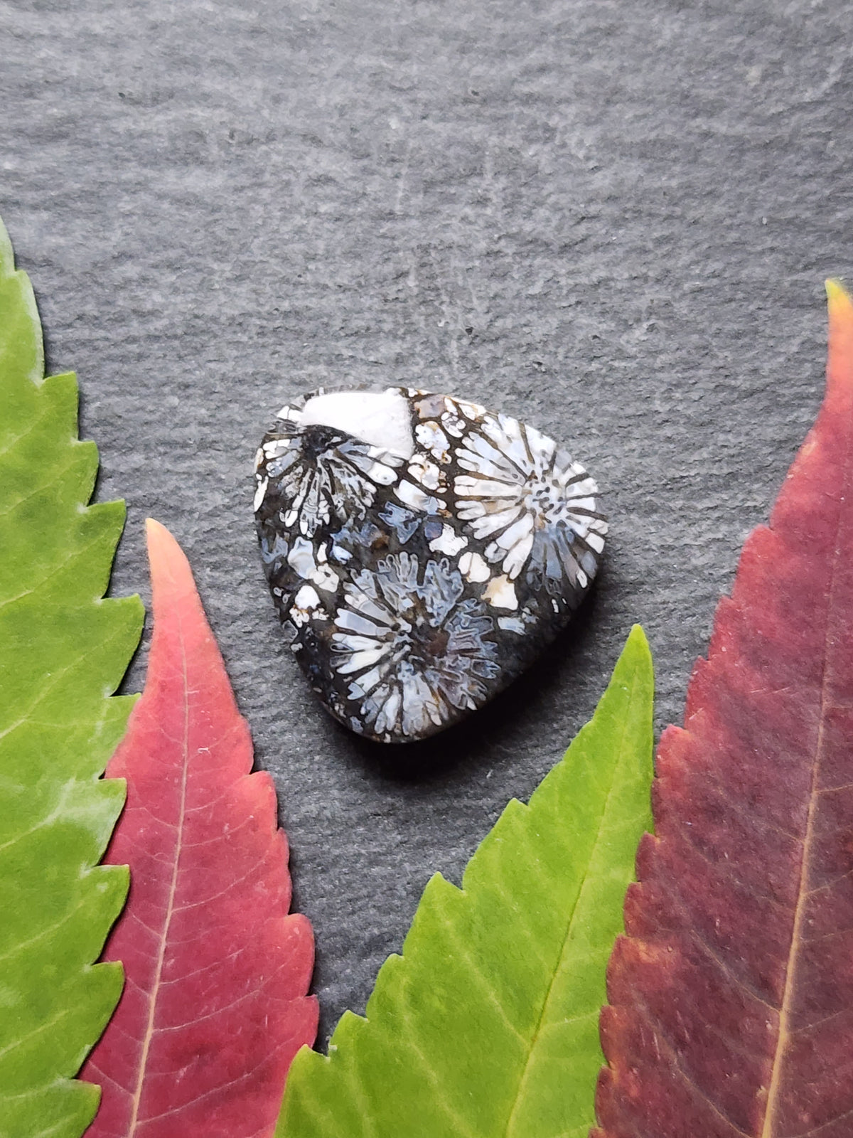 Fossilized Coral