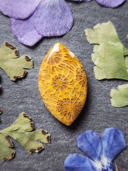 Fossilized Coral