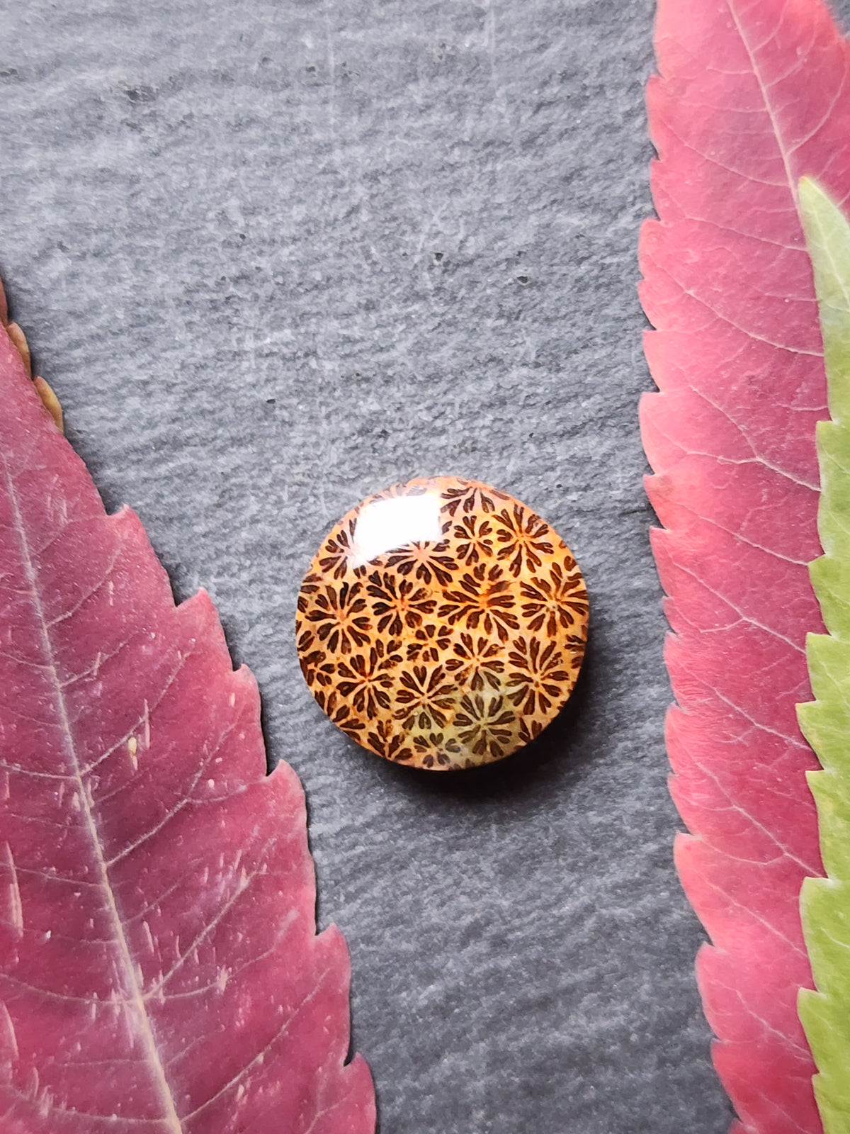 Fossilized Coral