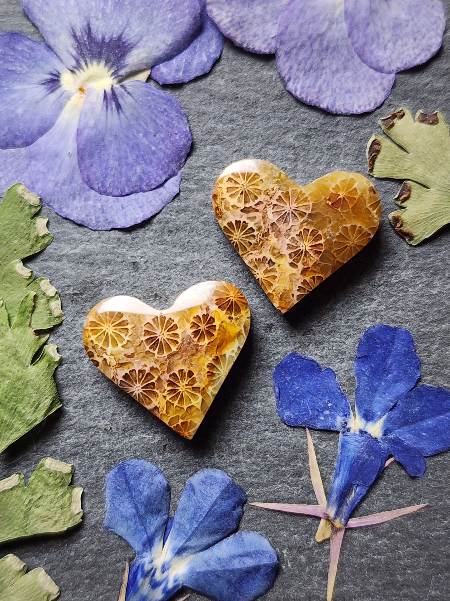 Fossilized Coral heart pair