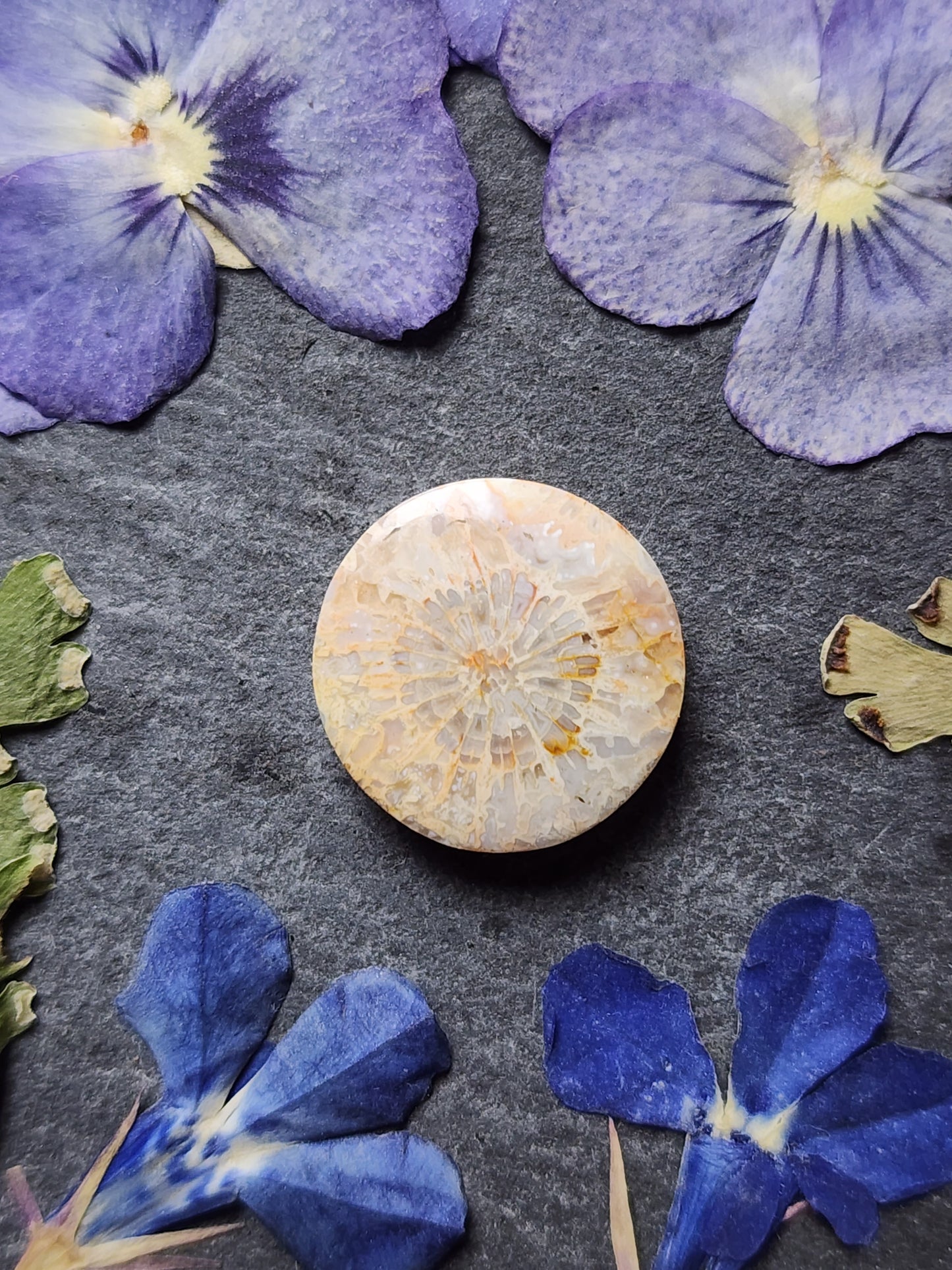 Fossilized coral