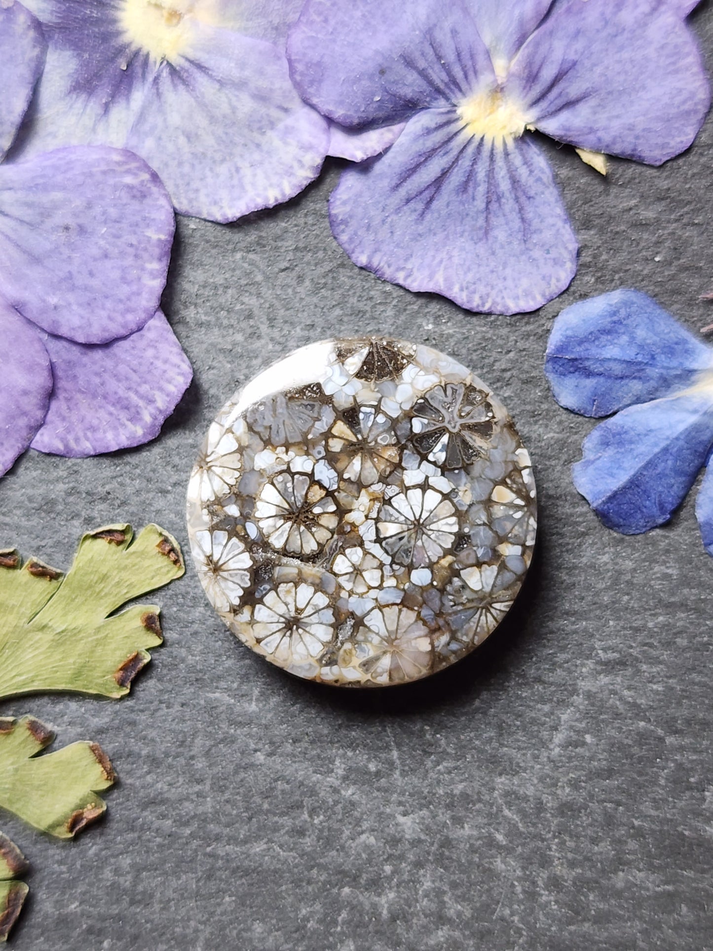 Fossilized Coral