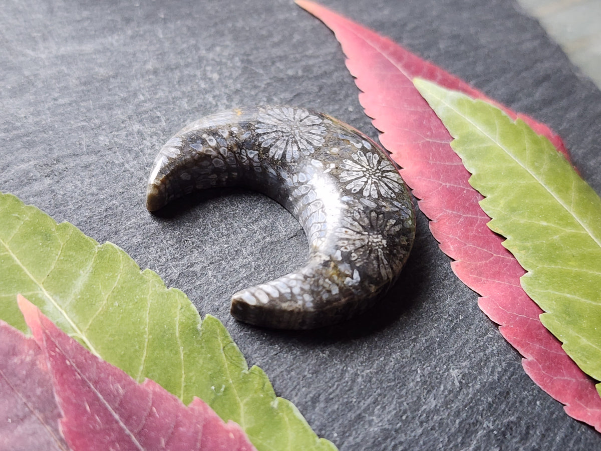 Fossilized Coral crescent
