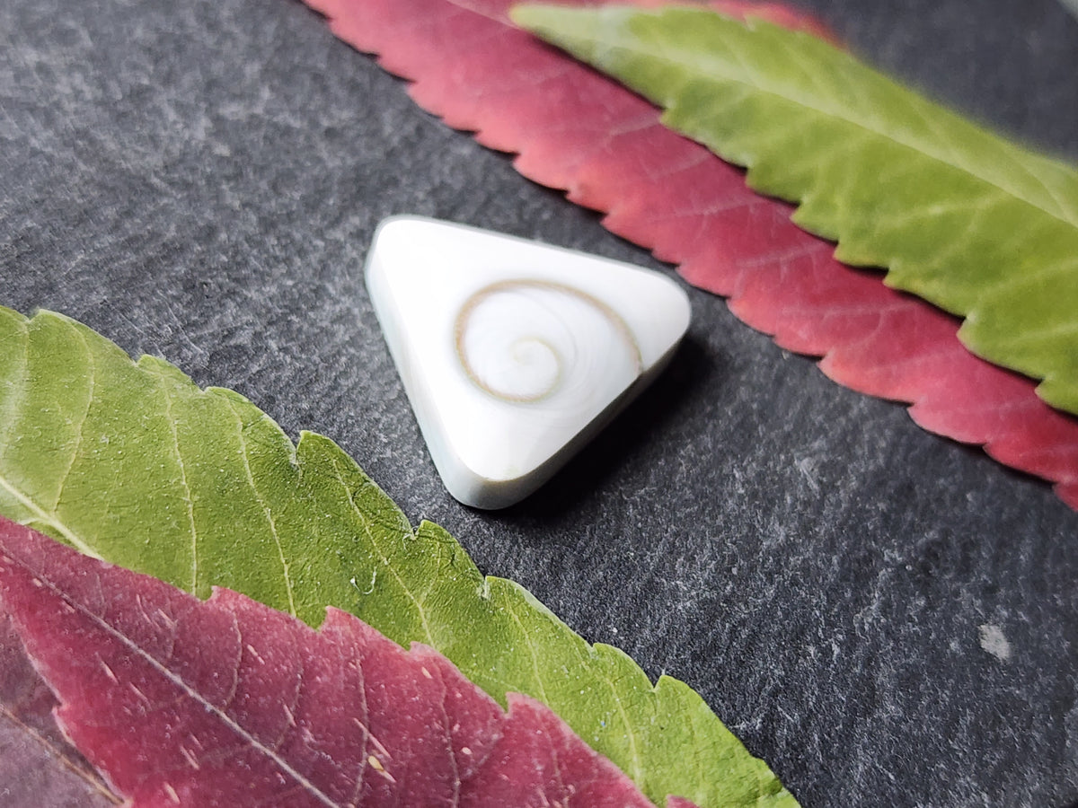 Shiva shell
