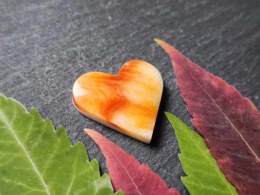 Spiny shell oyster heart