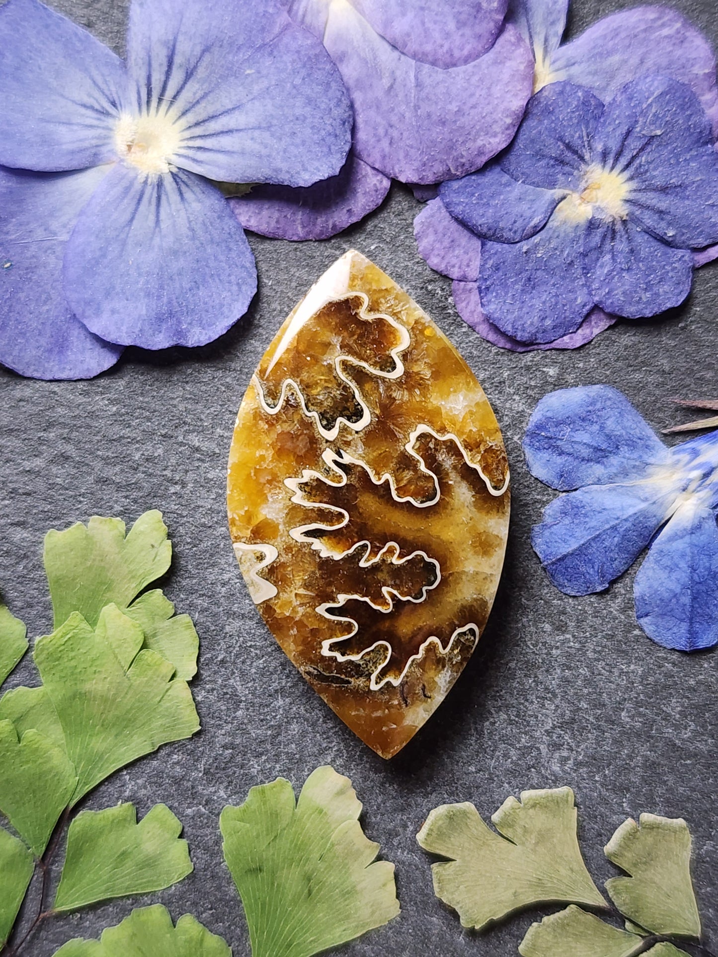 Suture Ammonite