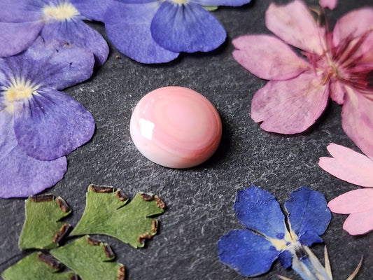 Pink conch shell