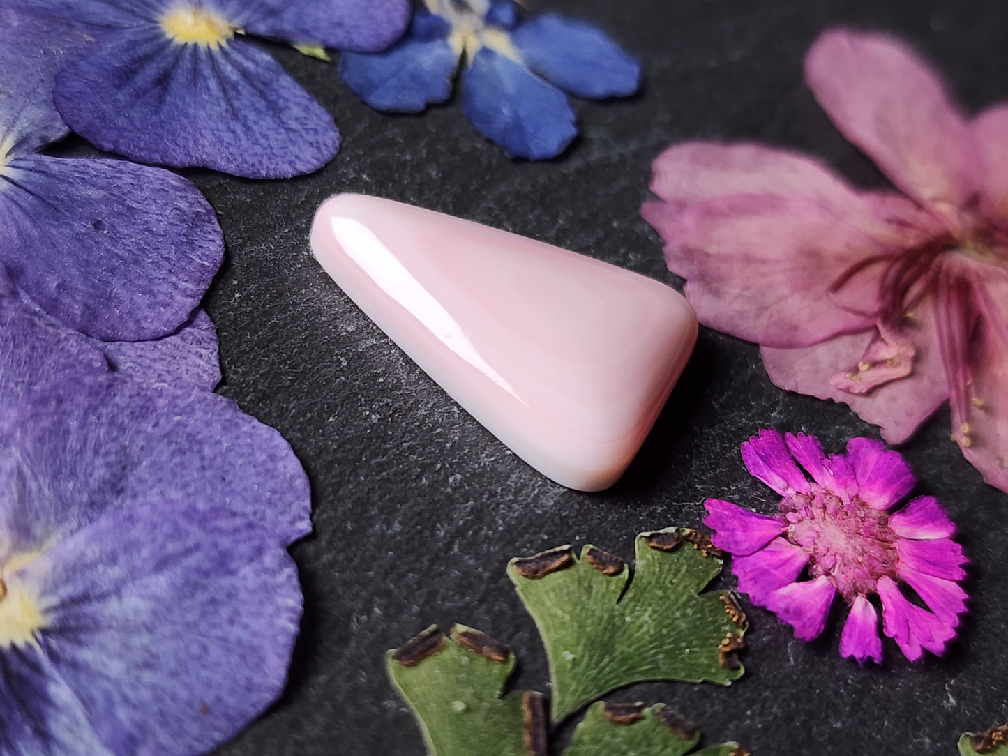 Pink Conch shell