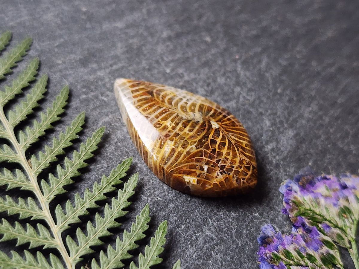 Fossilized Coral