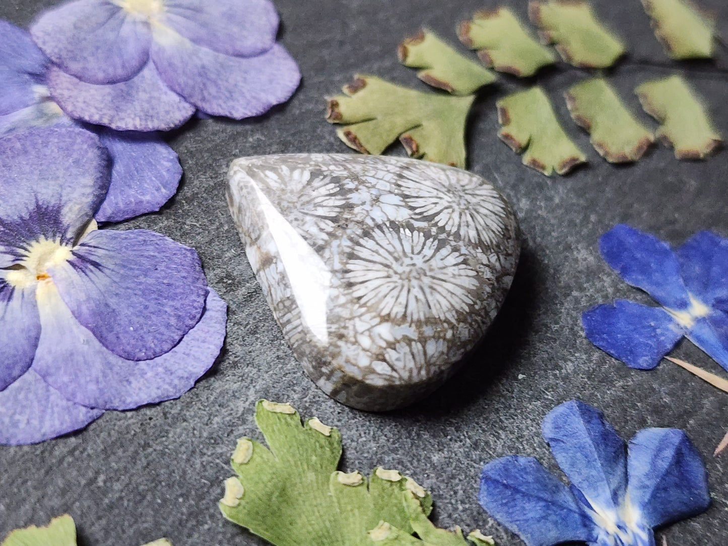 Fossilized coral