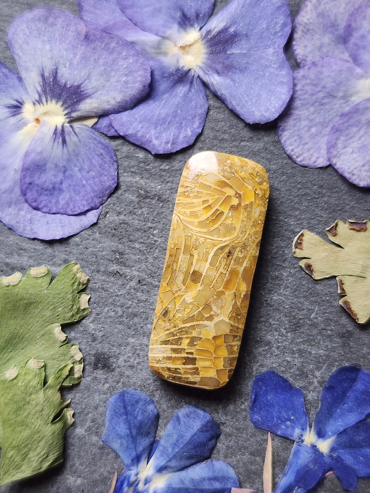 Fossilized Coral