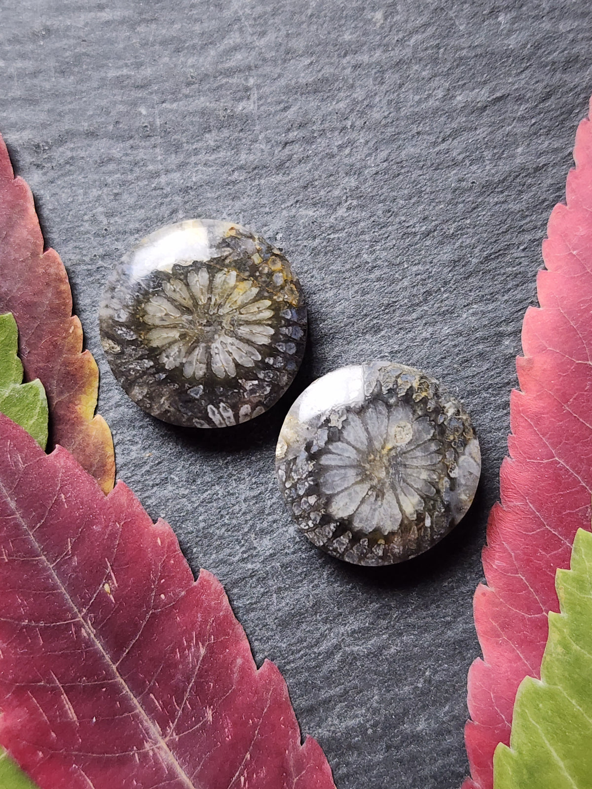Fossilized Coral pair