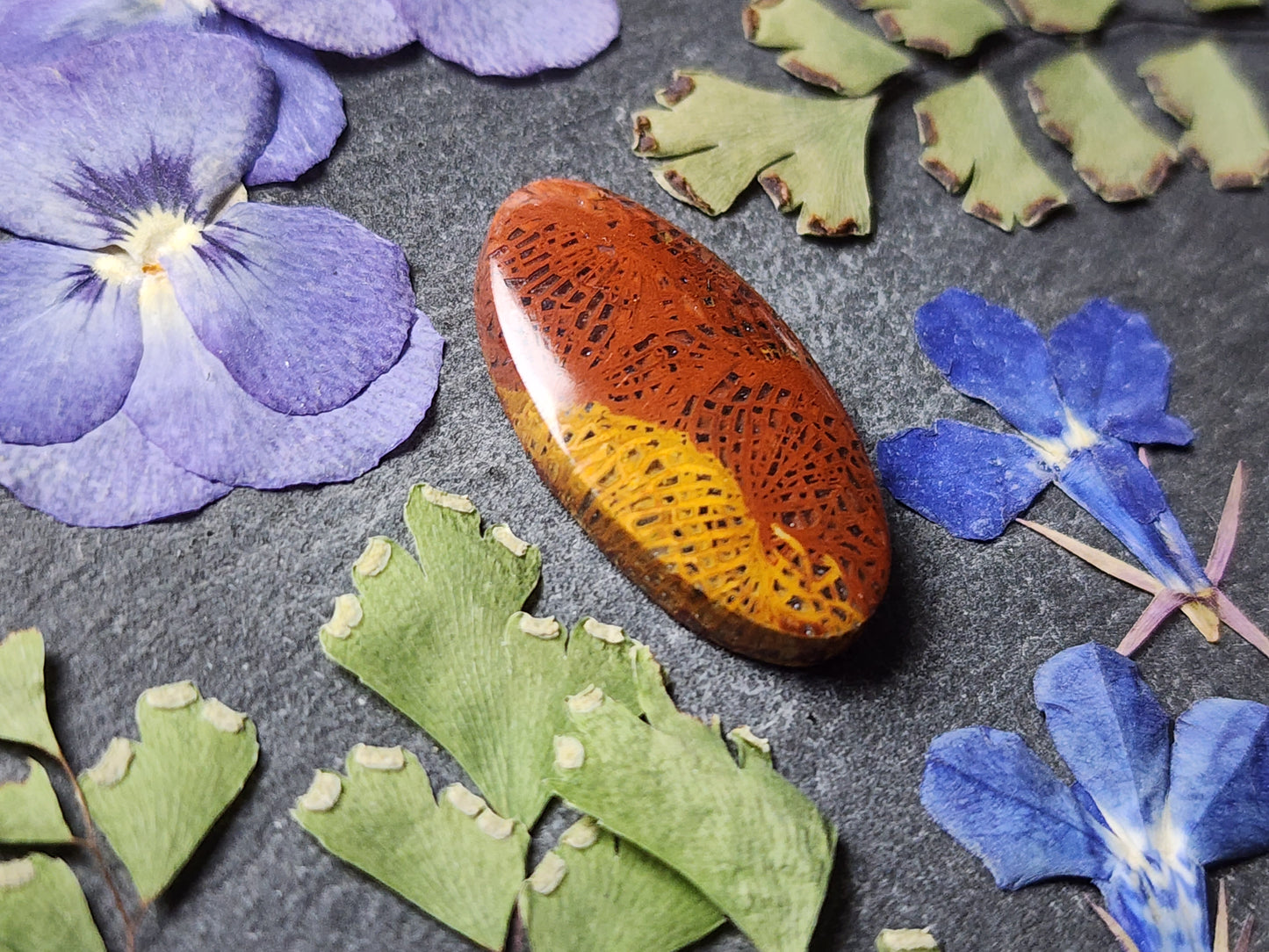 Fossilized Coral