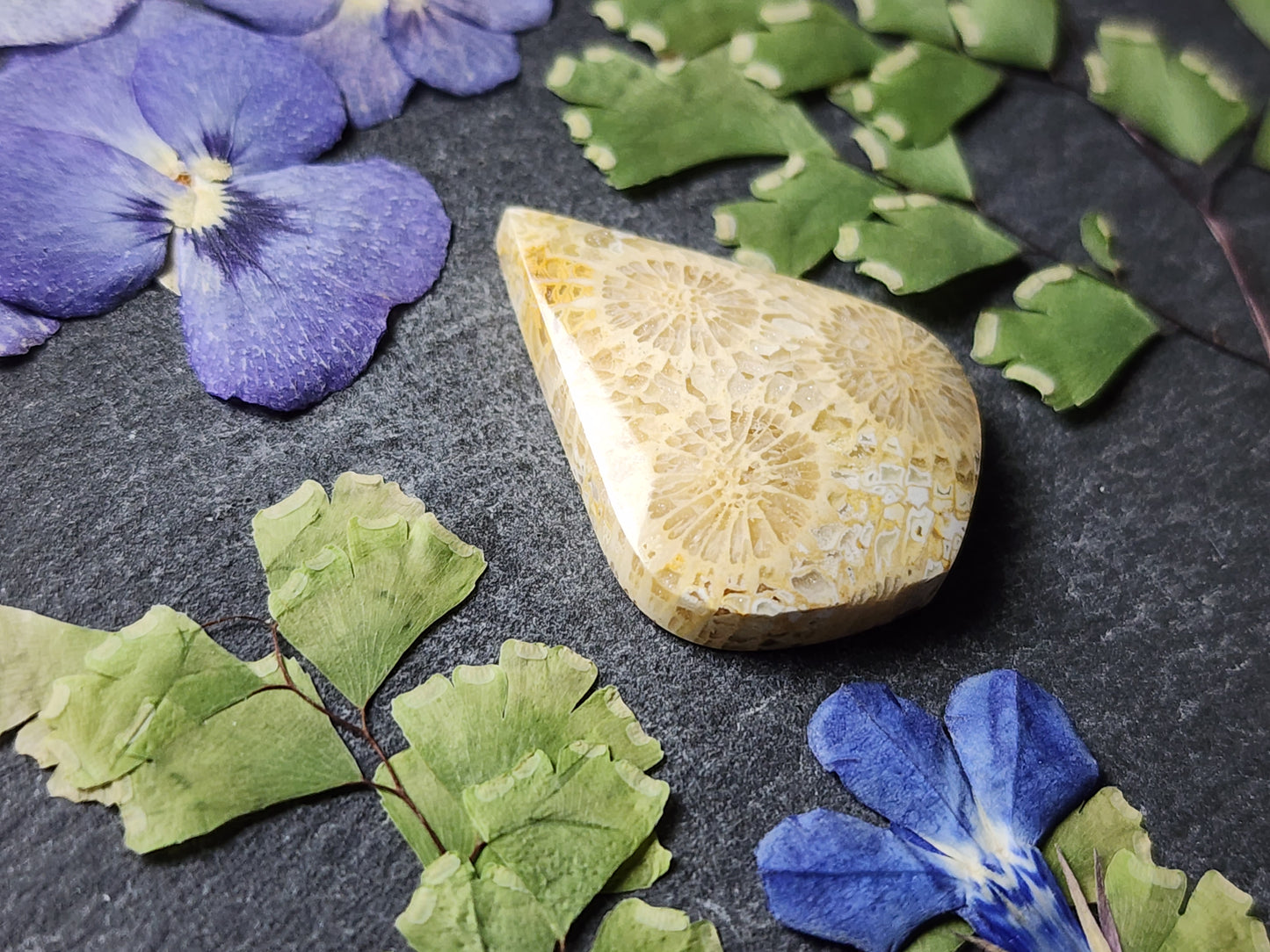 Fossilized Coral