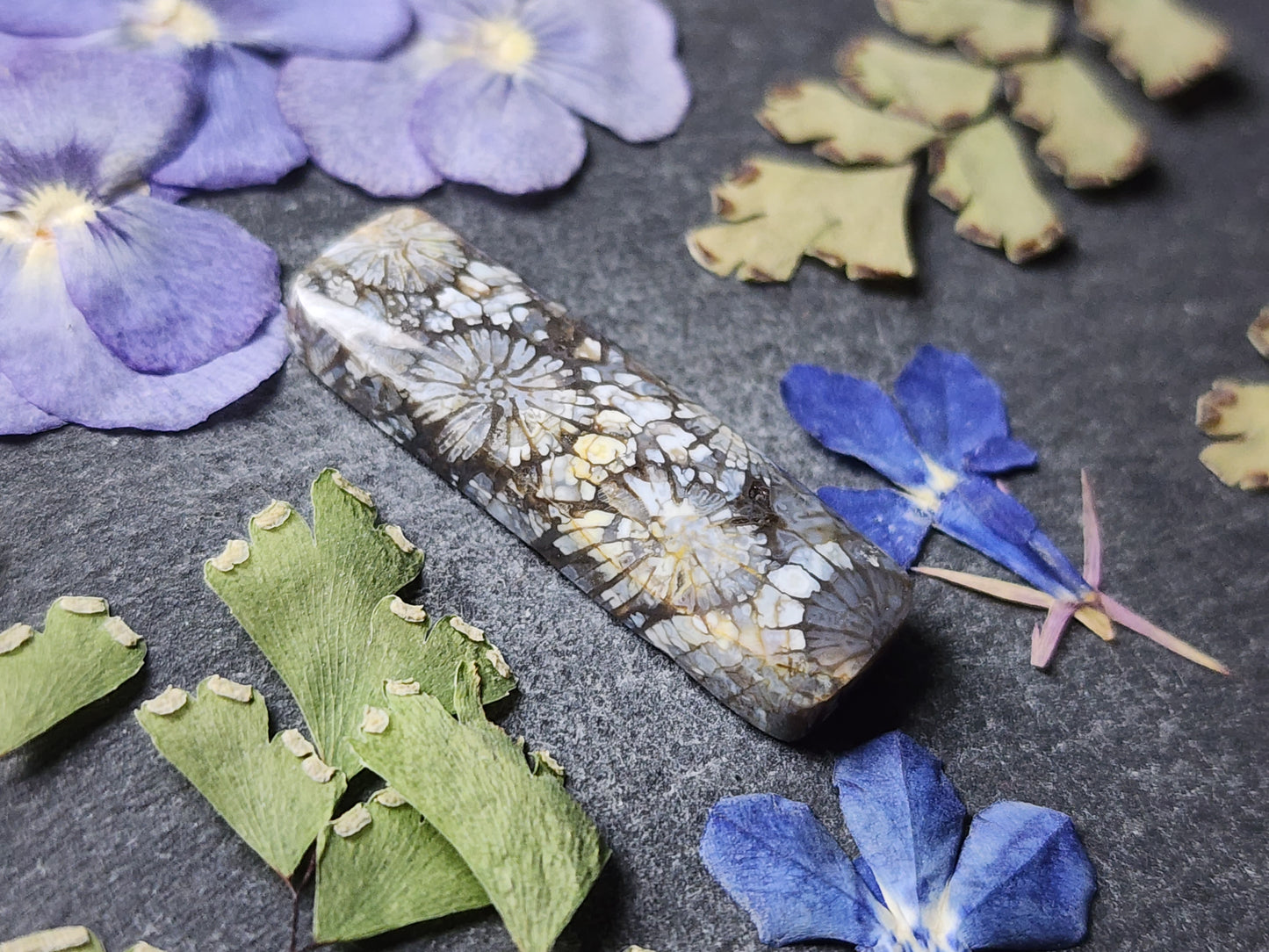 Fossilized Coral