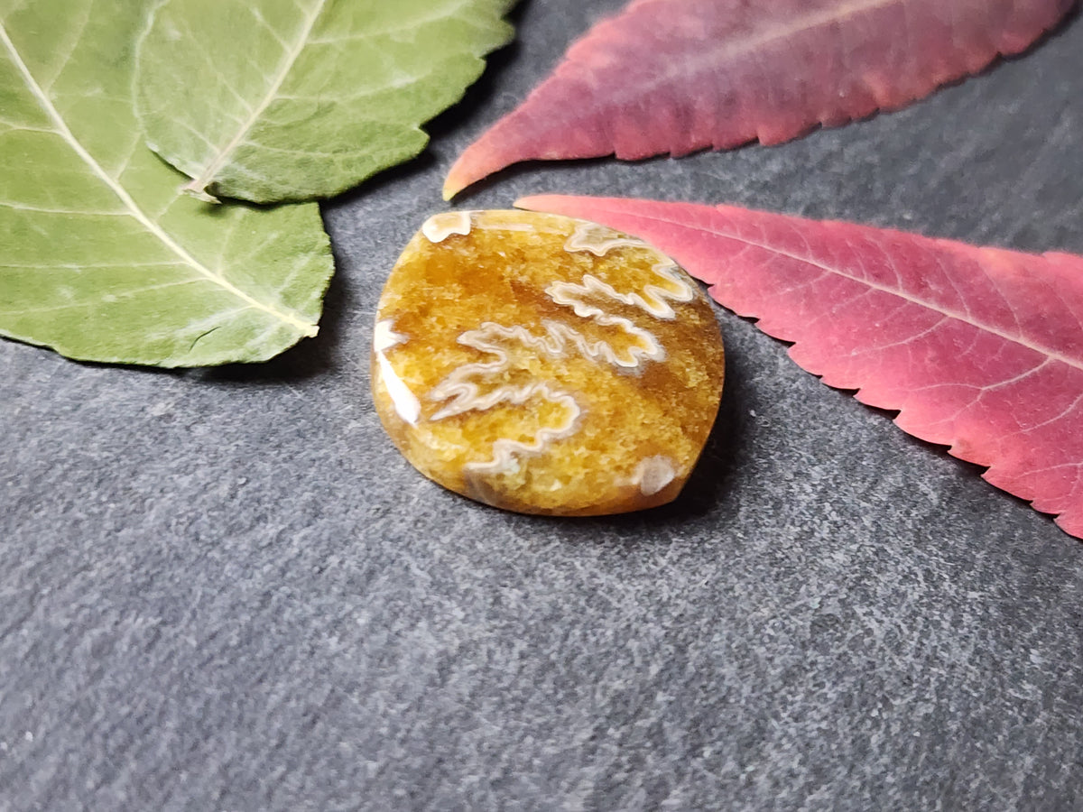 Suture Ammonite