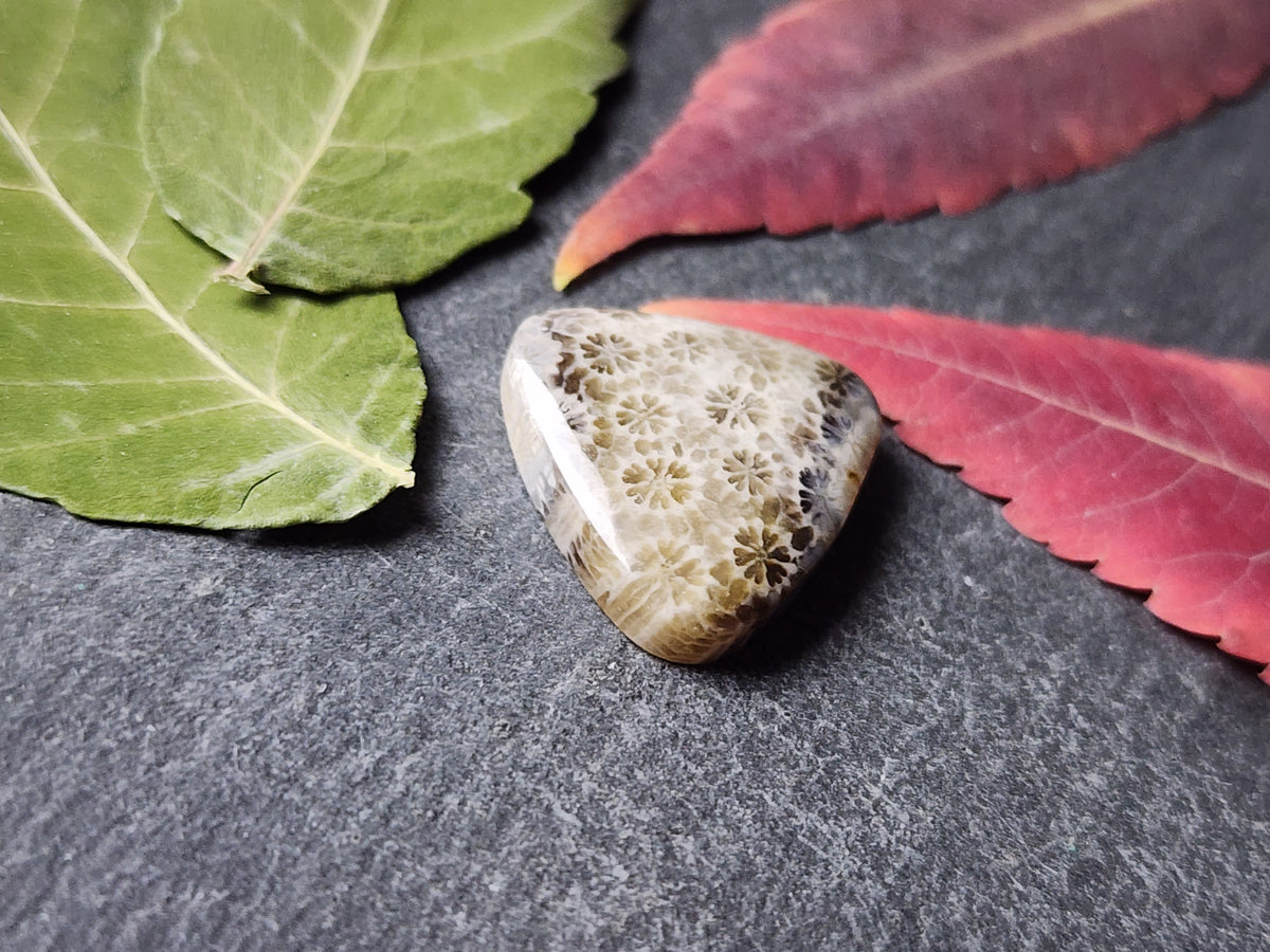Fossilized Coral