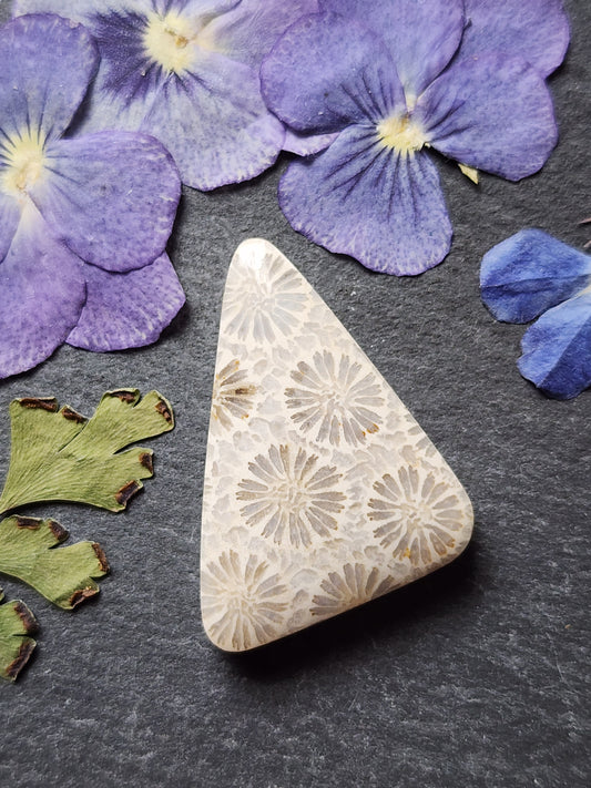 Fossilized Coral