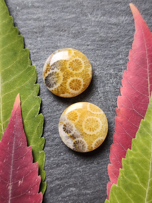 Fossilized Coral pair