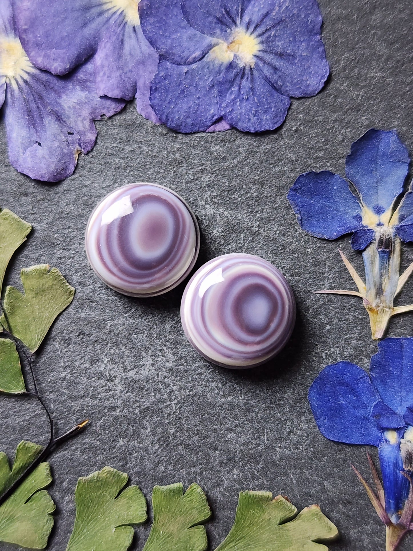 Wampum shell pair