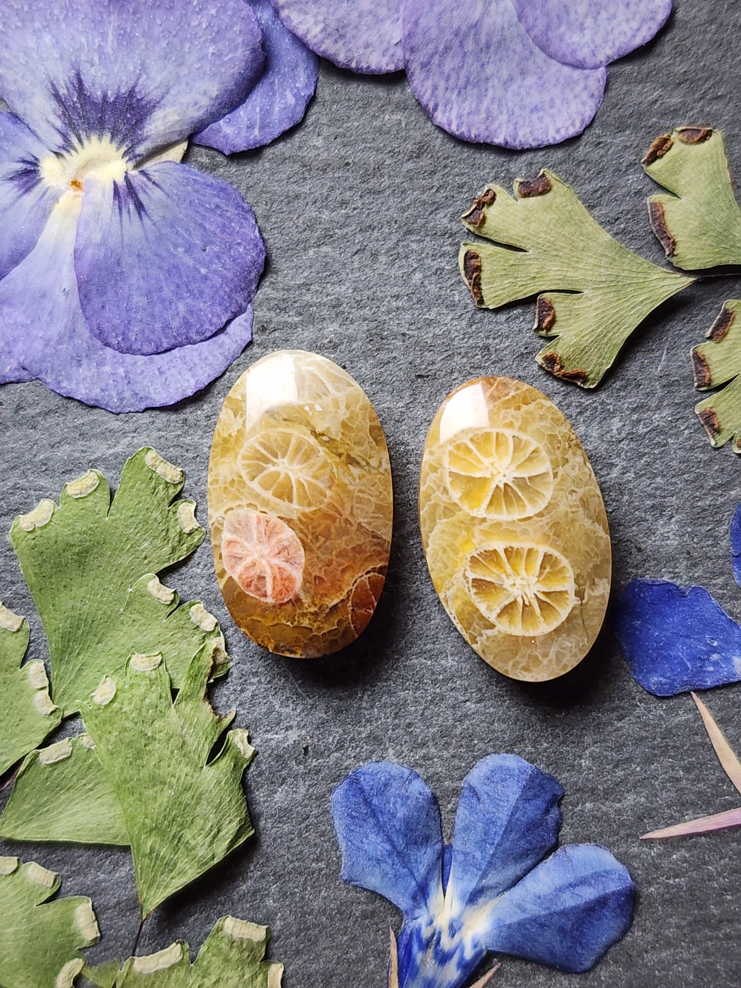 Fossilized Coral pair