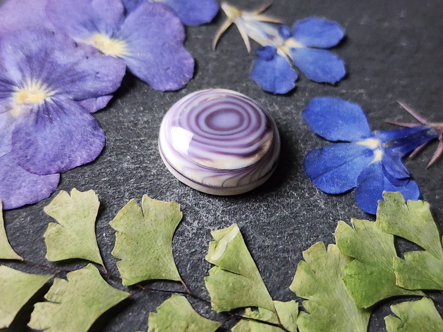 Wampum shell