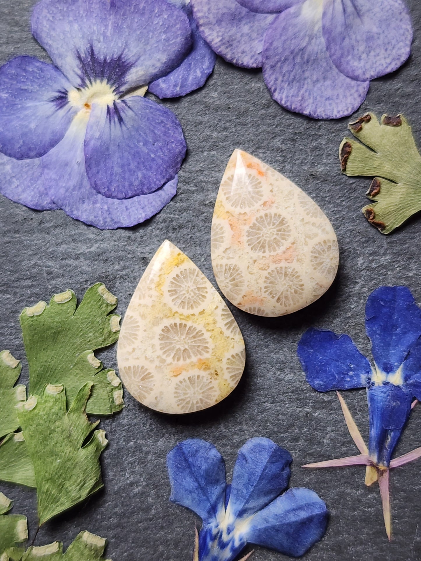 Fossilized coral pair