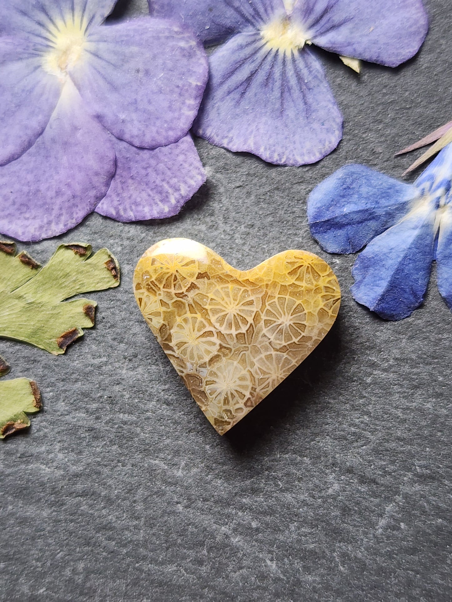 Fossilized Coral heart