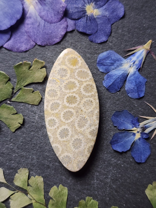 Fossilized Coral