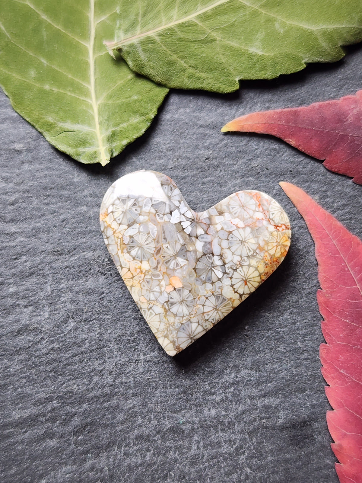 Fossilized Coral heart