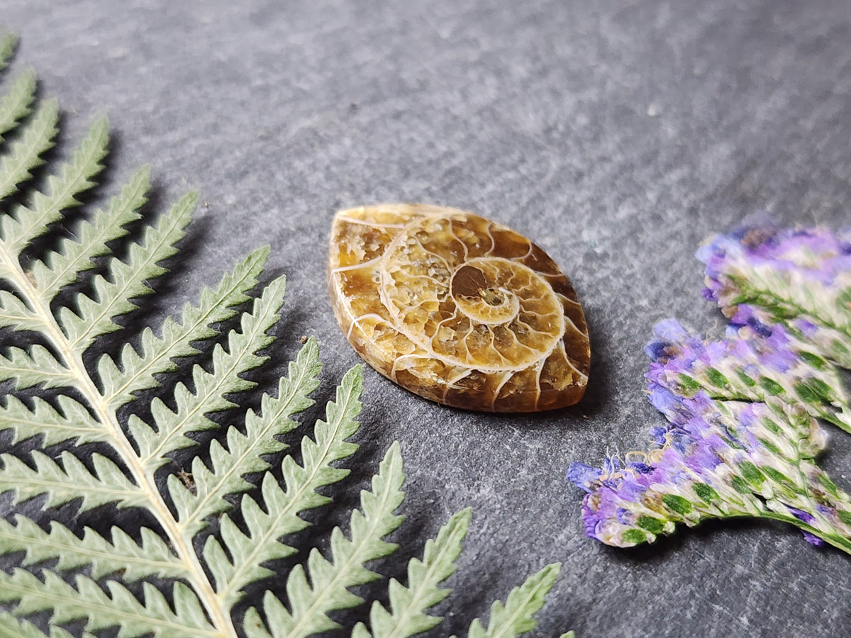 Ammonite Fossil