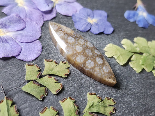 Fossilized Coral