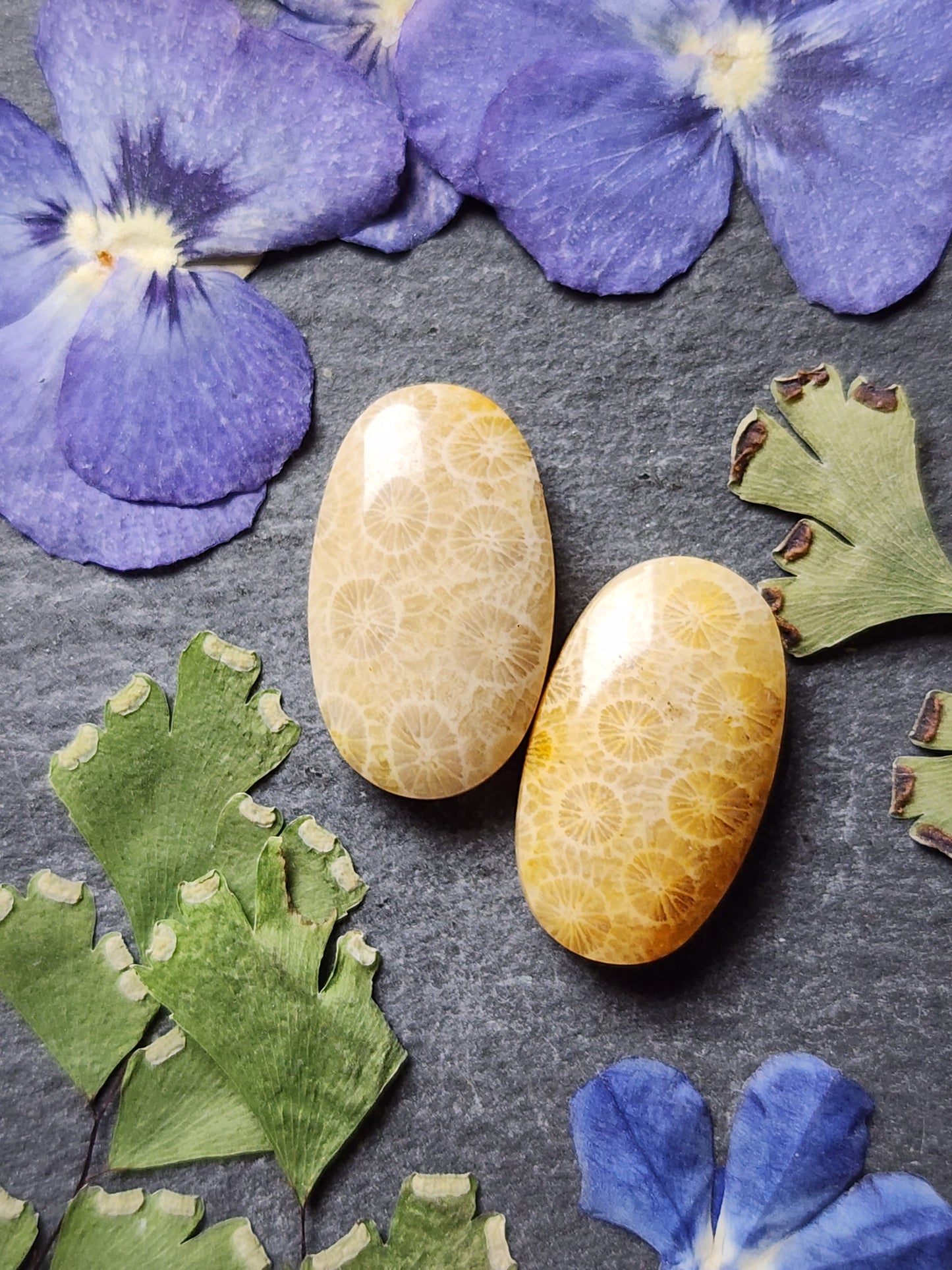 Fossilized coral pair