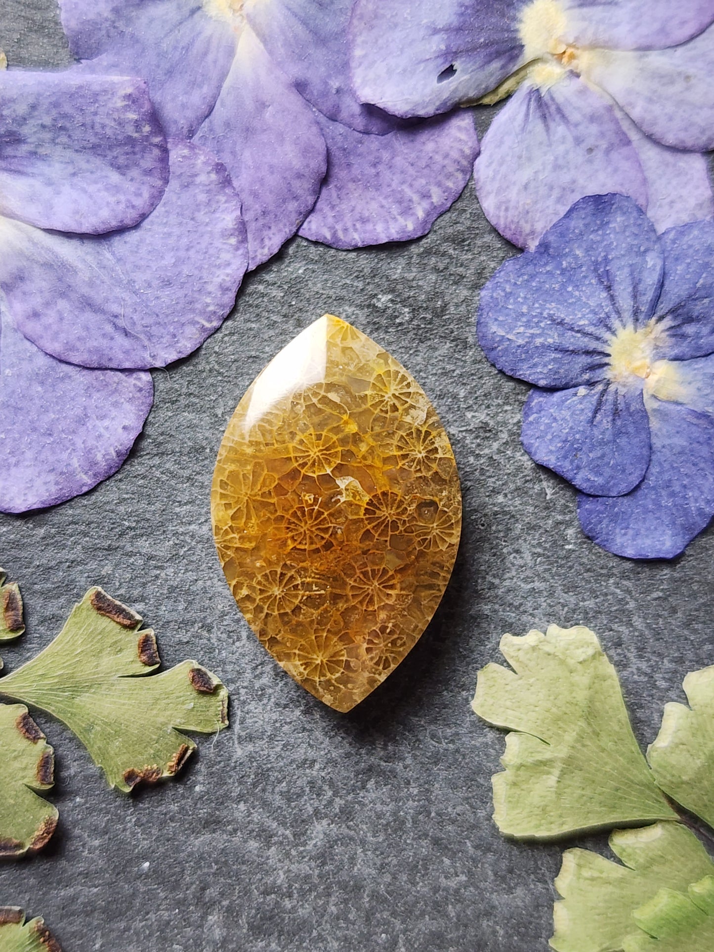 Fossilized Coral