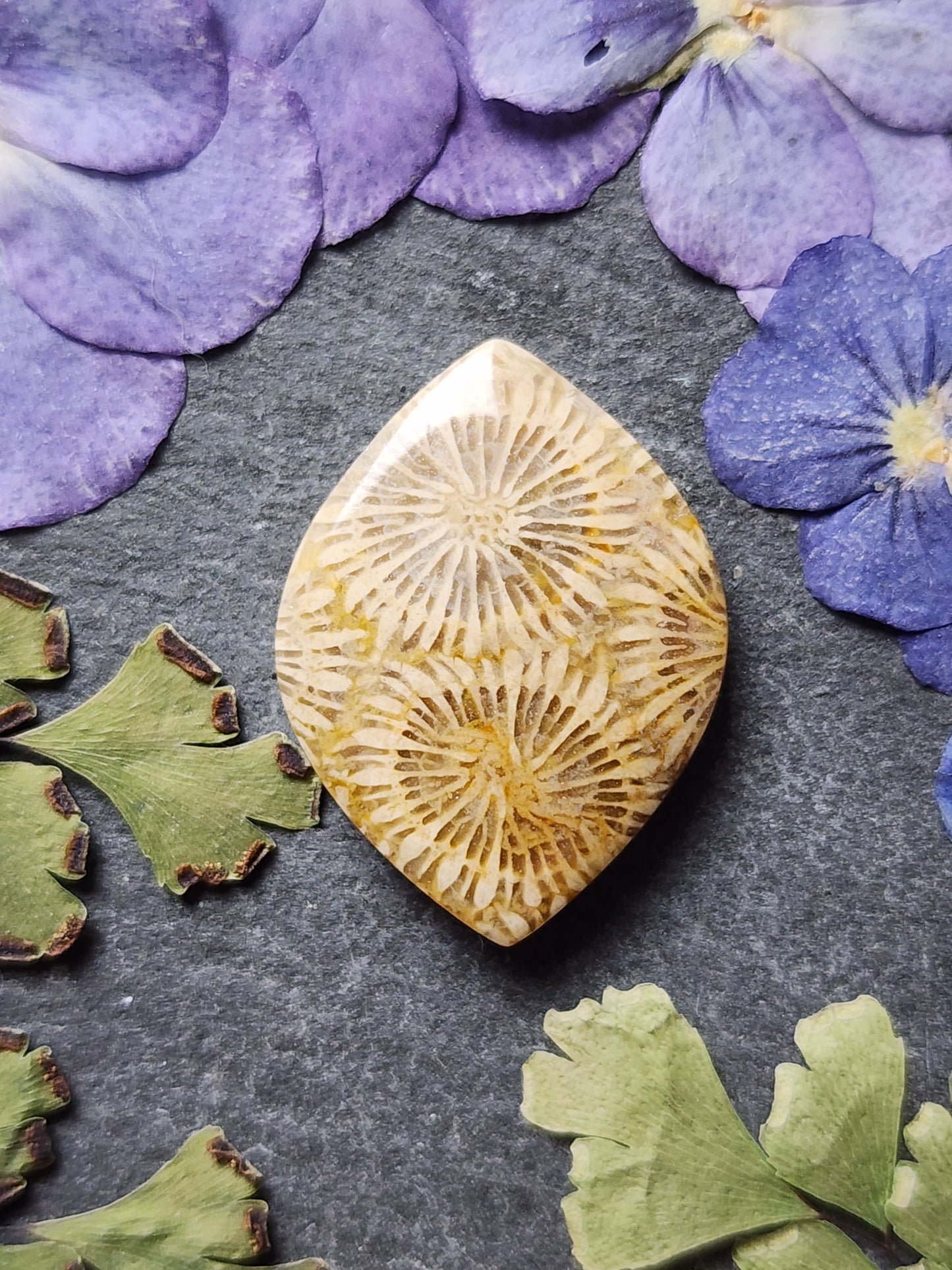 Fossilized Coral