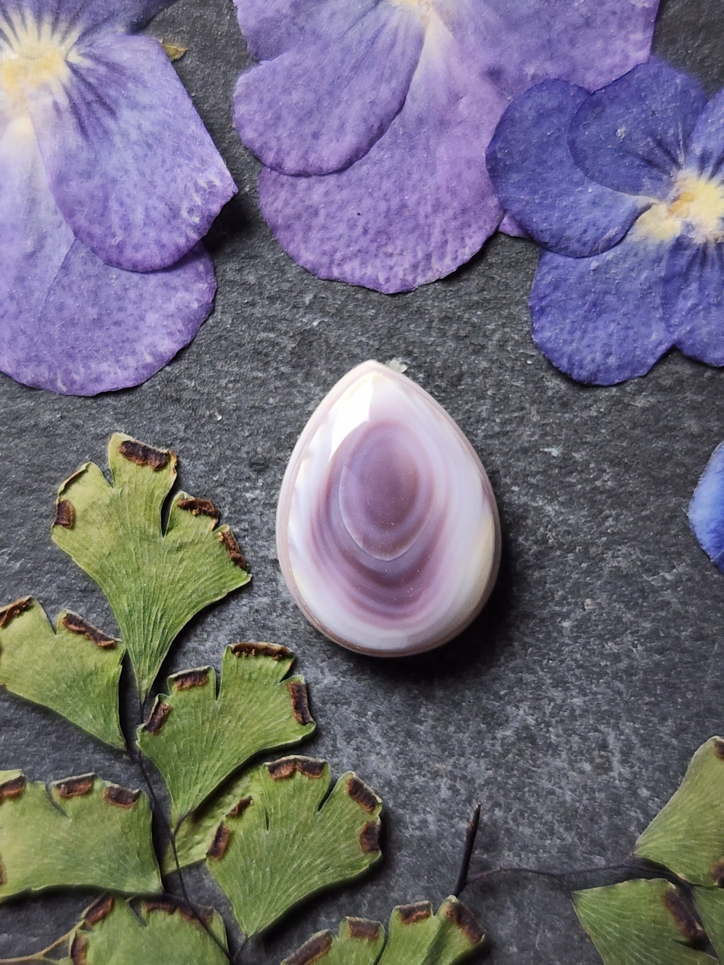 Wampum shell