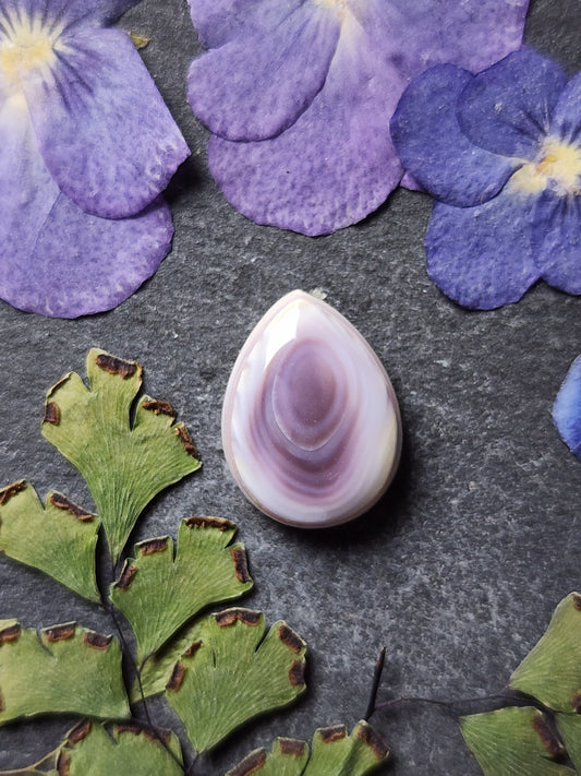 Wampum shell