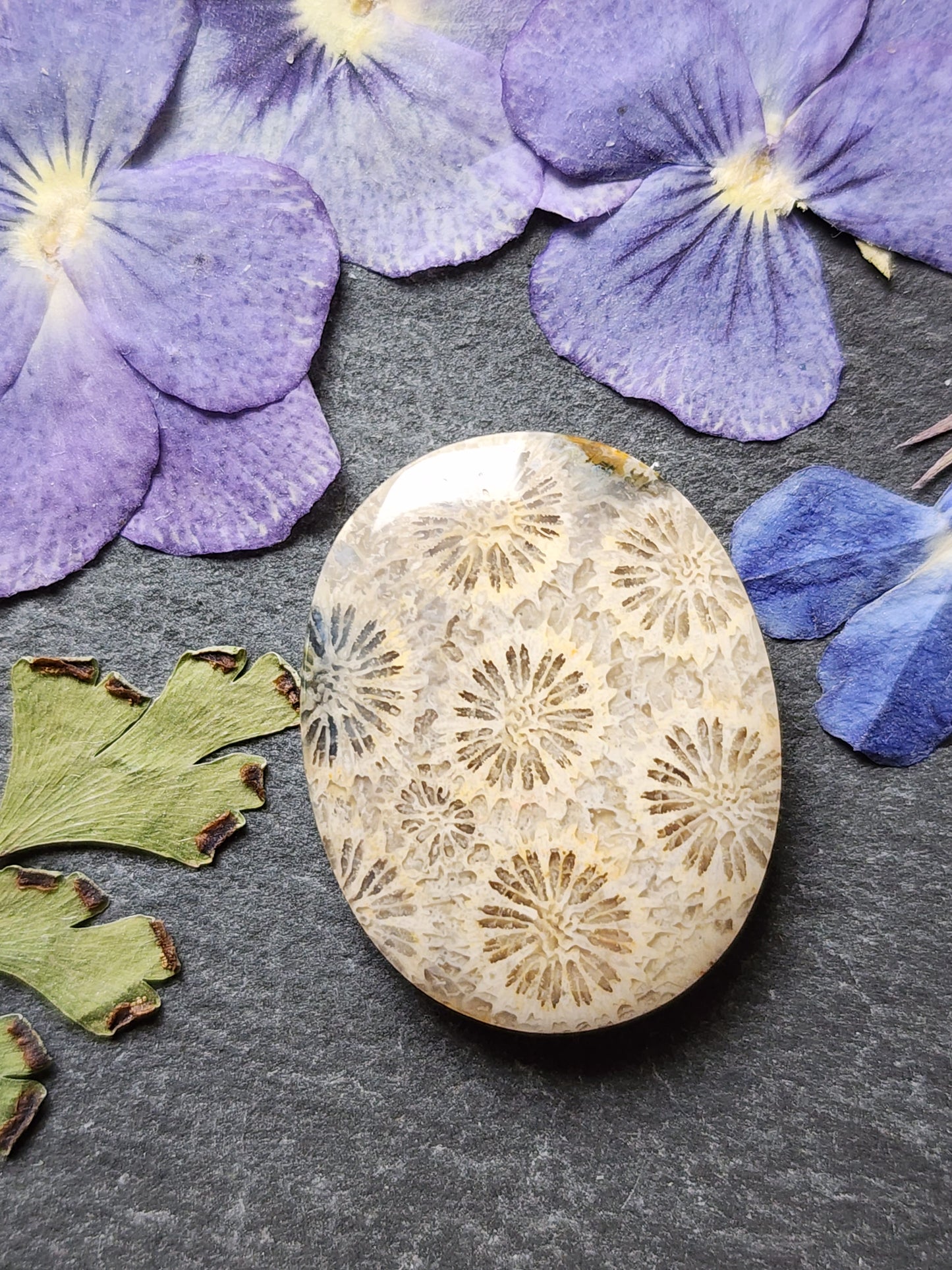 Fossilized Coral