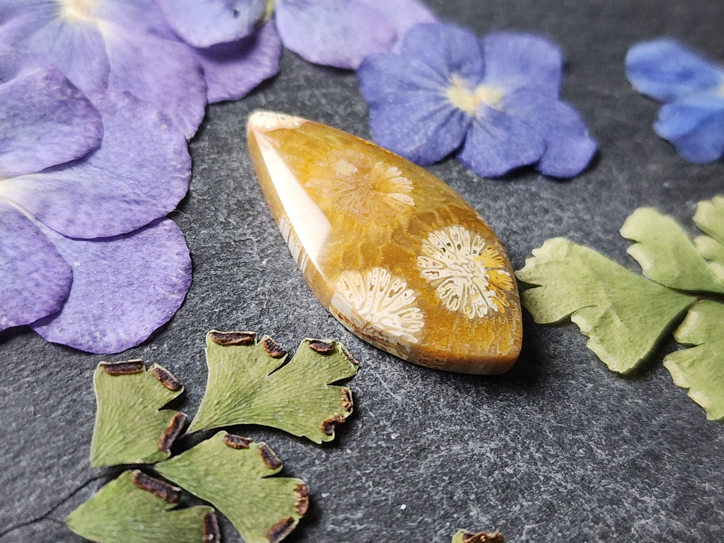 Fossilized Coral
