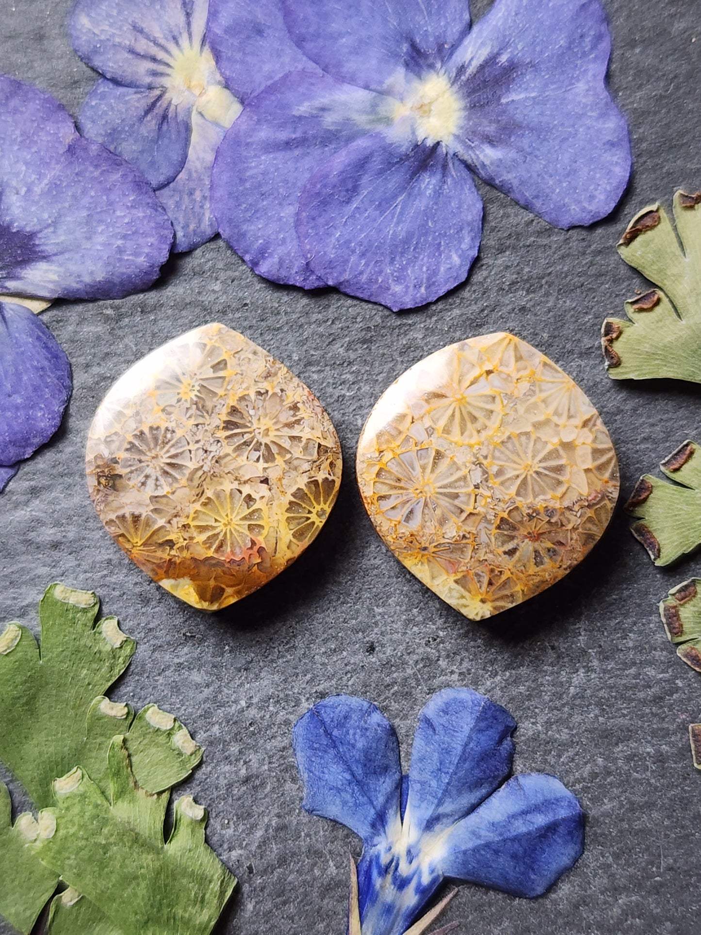 Fossilized Coral pair