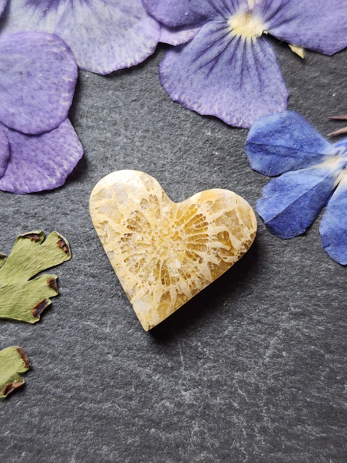 Fossilized Coral heart