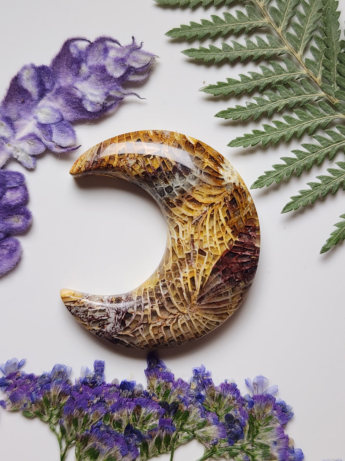 Fossilized Coral crescent