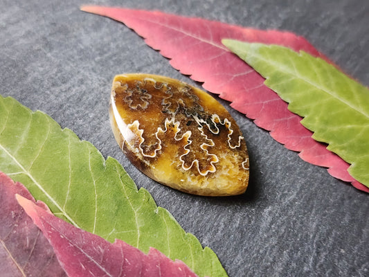 Suture Ammonite