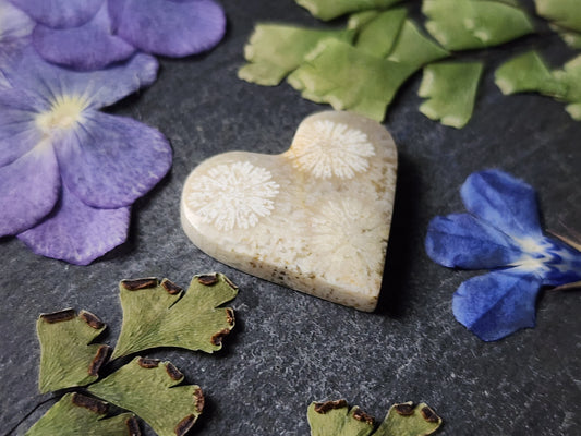 Fossilized Coral heart