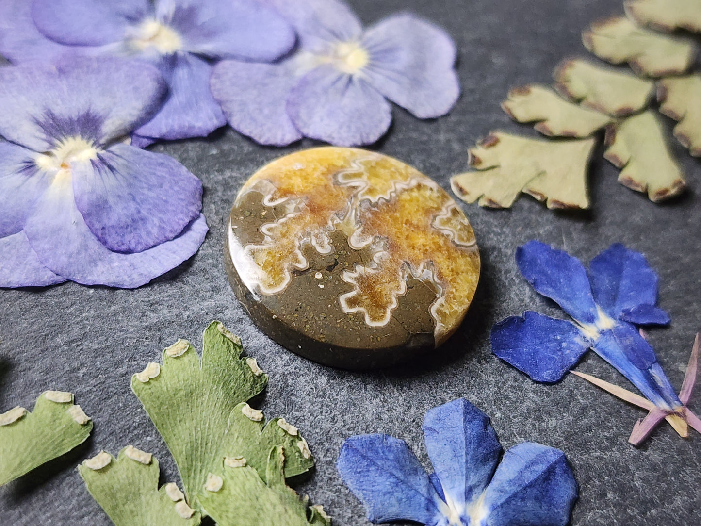 Suture Ammonite